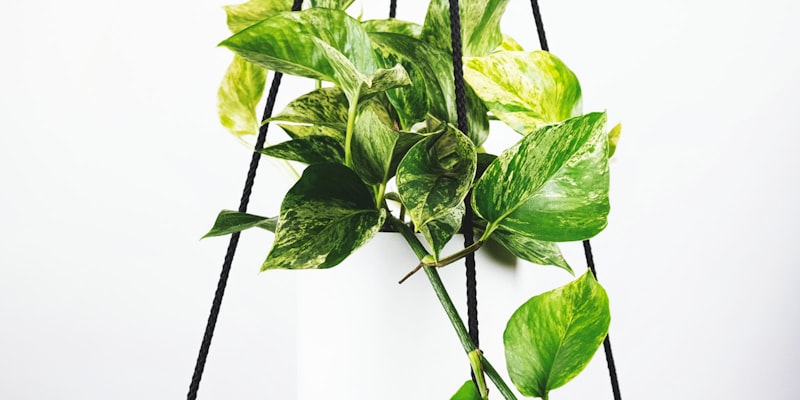 1930年首届乌拉圭世界杯黑白历史照片 - 球员合影与简陋的体育场